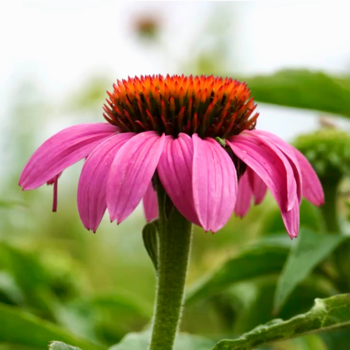 Echinacea, source intemporelle de Vitalité