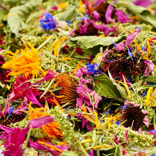 Infusion Bio Nature Immunité IMMUNITY