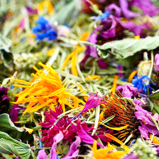 Infusion Bio Nature Immunité IMMUNITY